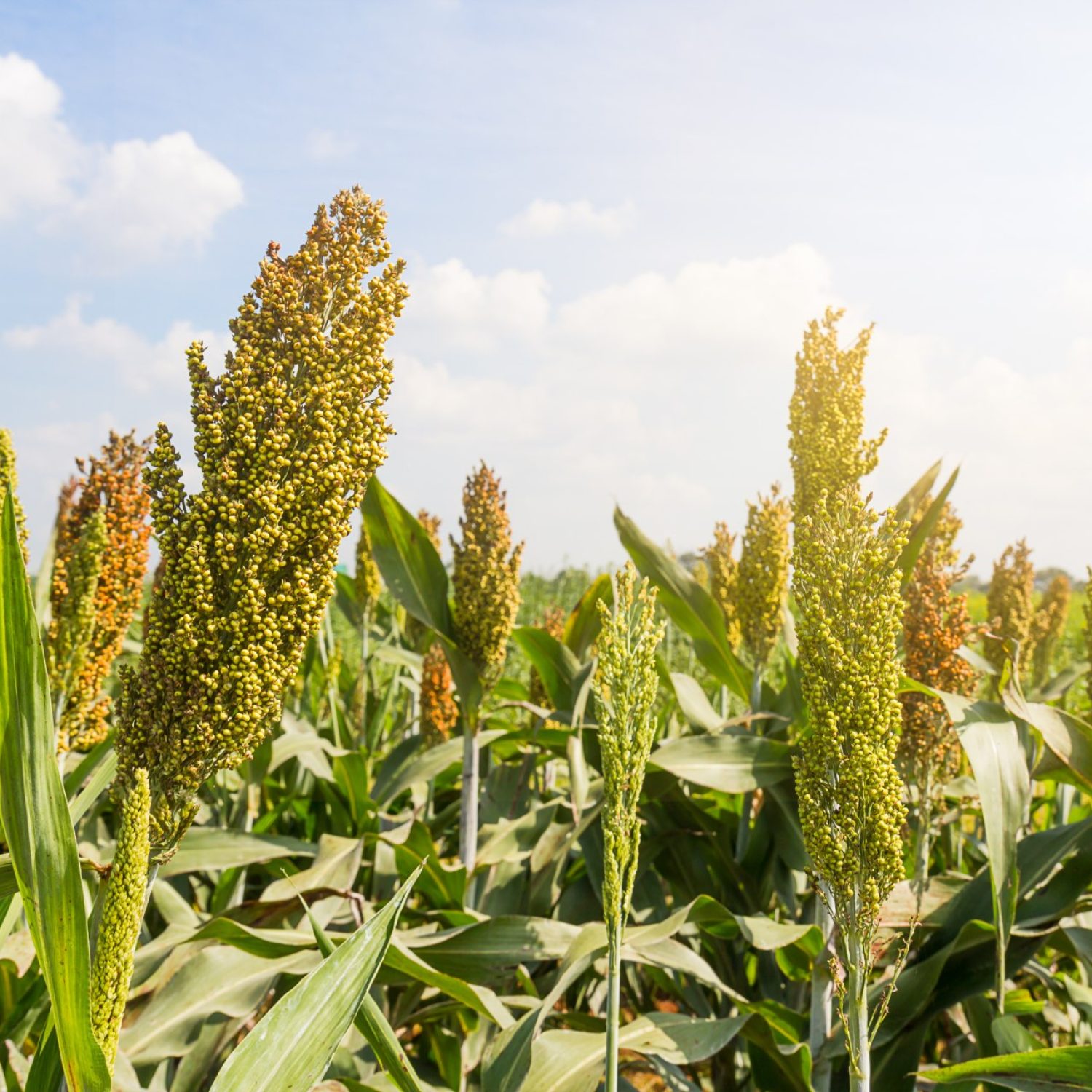 millet-field-with-blue-sky-2-2022-02-08-22-38-37-utc (1)